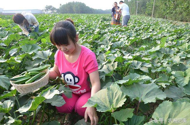 农村姑娘创业好做吗视频,农村姑娘创业一年能挣多少钱