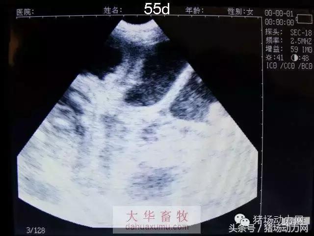 母猪b超图像如何看,怀孕100天的母猪b超影像