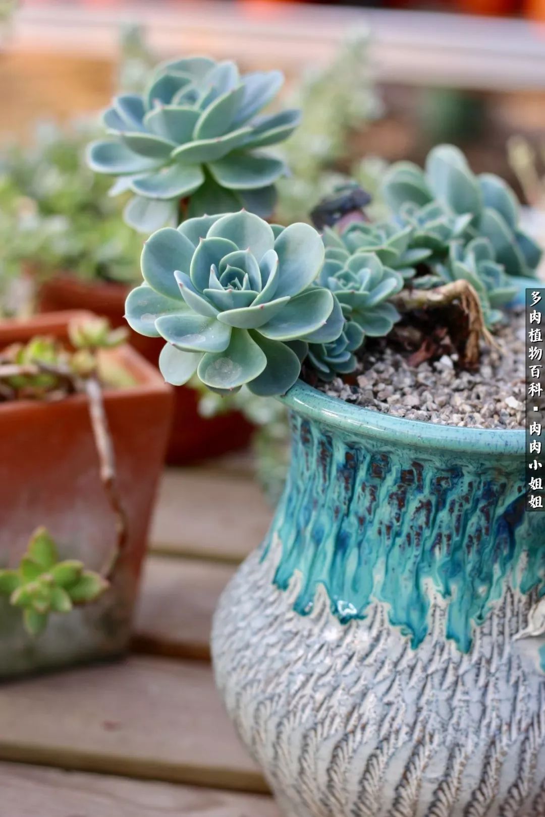 爱“肉”的川妹子入了巨坑！终于把爱好变成了事业！