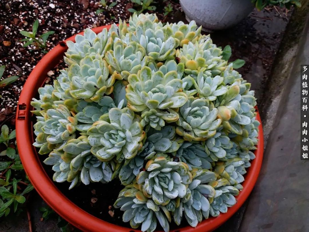 爱“肉”的川妹子入了巨坑！终于把爱好变成了事业！