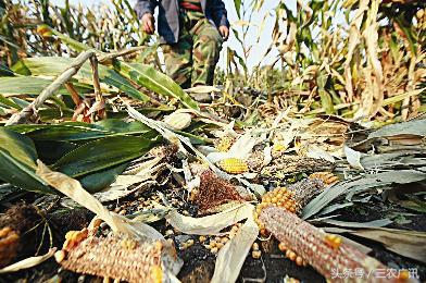 100斤小野猪吃玉米,防野猪啃玉米土办法