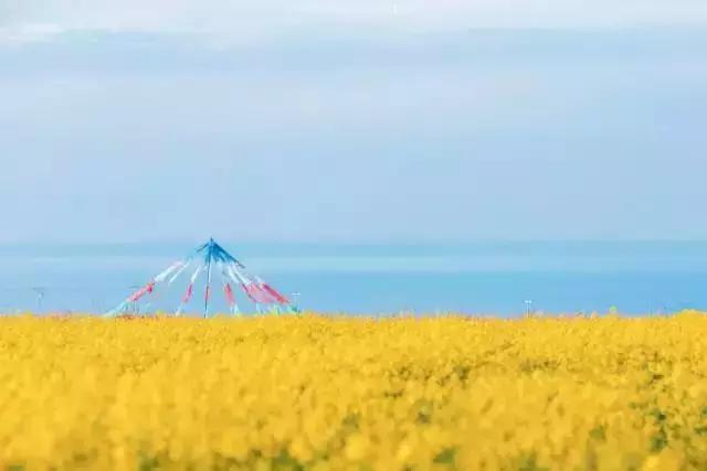 青海湖八月花海,七八月的青海湖油菜花