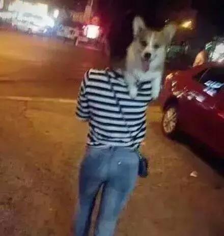 对付不牵绳的狗最好的办法,对付一条狗还用得着拔剑吗