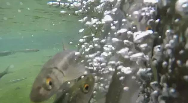 夏季鱼塘鱼都死了怎么办,下雨时鱼塘怎么管理鱼多