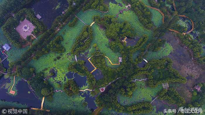 滕州微山湖红荷湿地摄影攻略,滕州微山湖湿地红荷宣传片