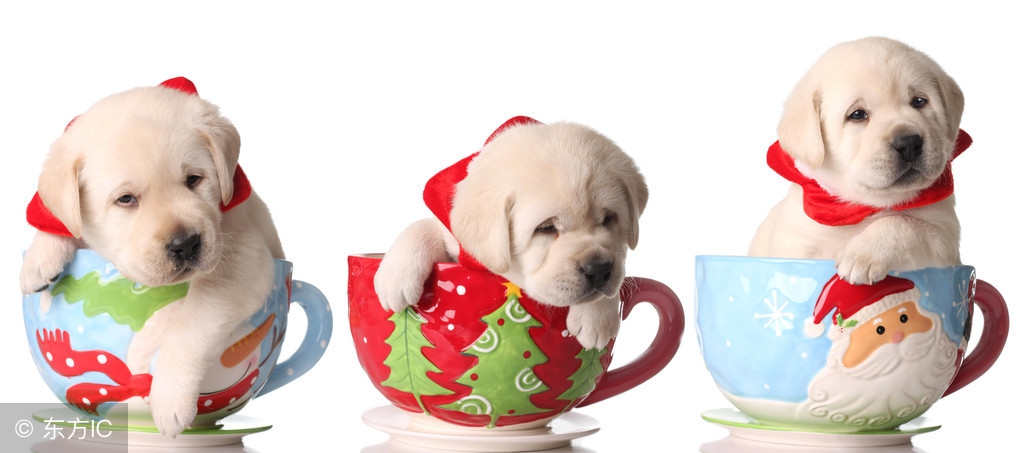 茶杯犬一只多少钱能活多久,茶杯犬一只多少钱真实价格