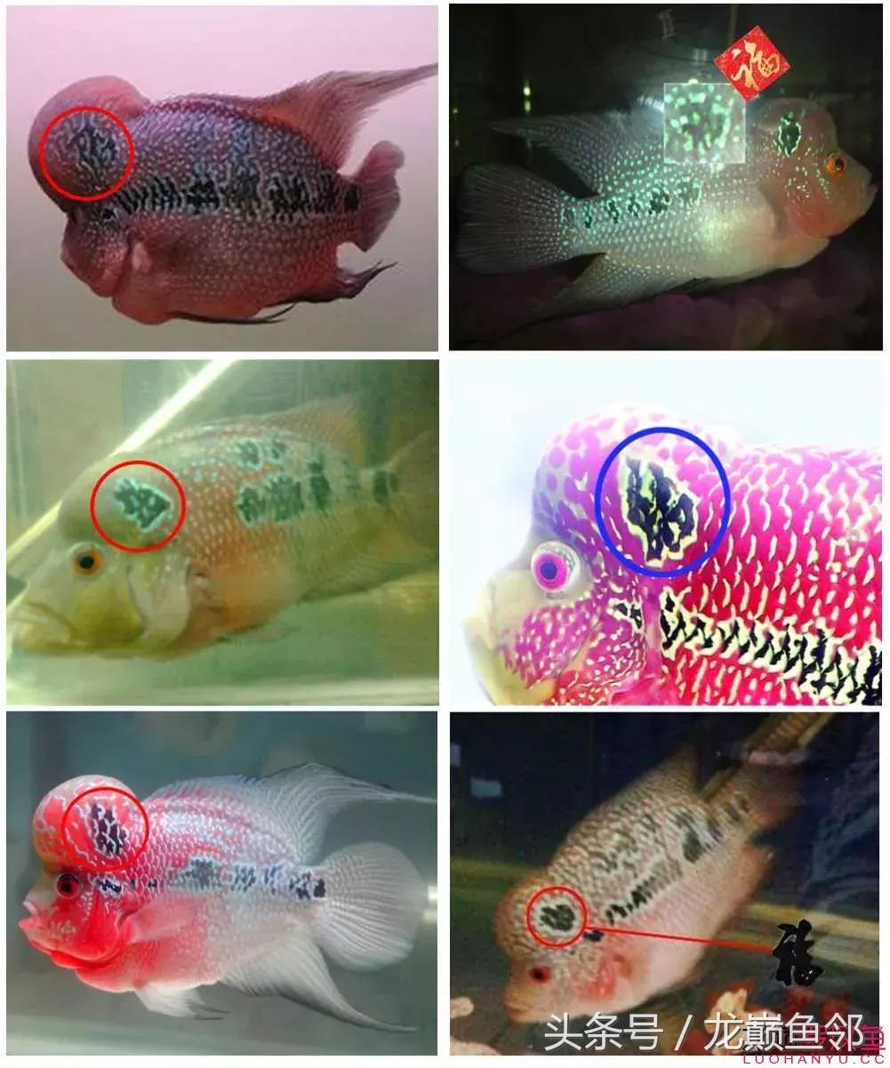 罗汉鱼有假的吗,红色罗汉鱼有什么寓意