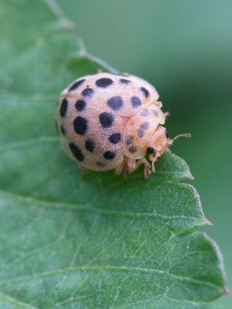 茄子辣椒生虫了,危害辣椒茄子的害虫图片