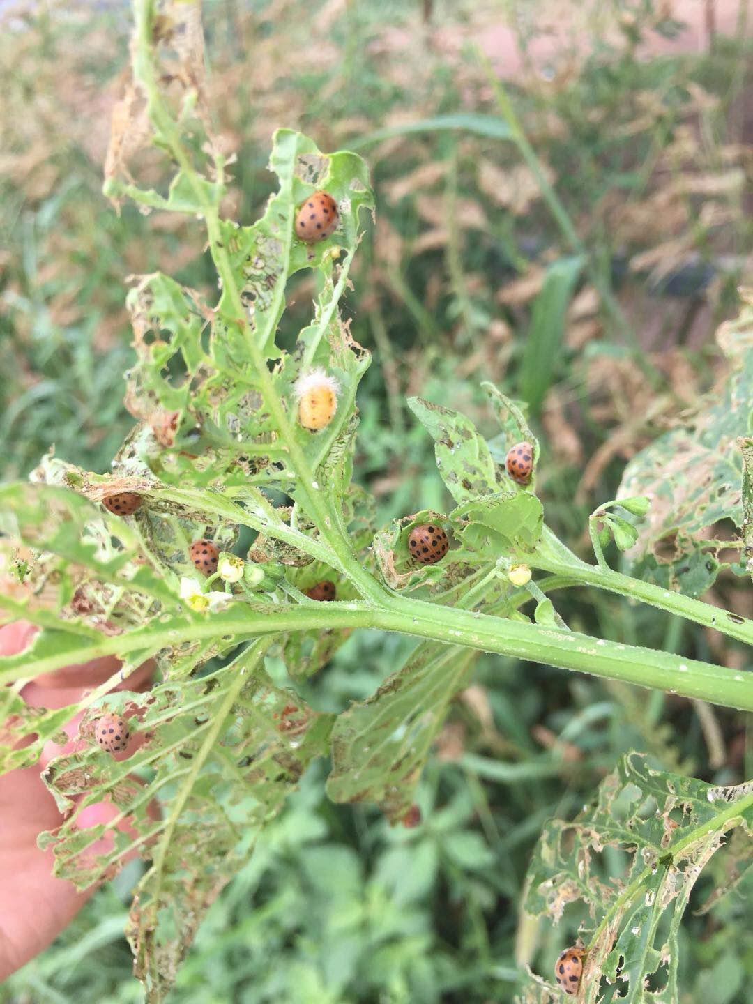 茄子辣椒生虫了,危害辣椒茄子的害虫图片