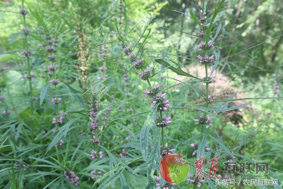 农村随处可见的益母草，对女人竟然这么重要
