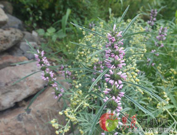 农村随处可见的益母草，对女人竟然这么重要
