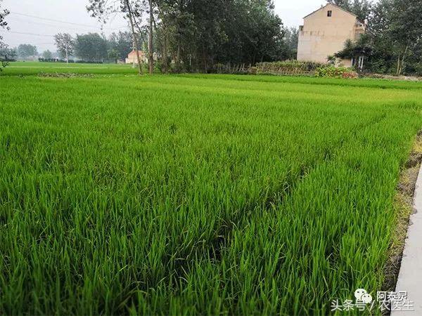 农民必备作物产生药害处理措施,农作物遇到的药害怎么解除