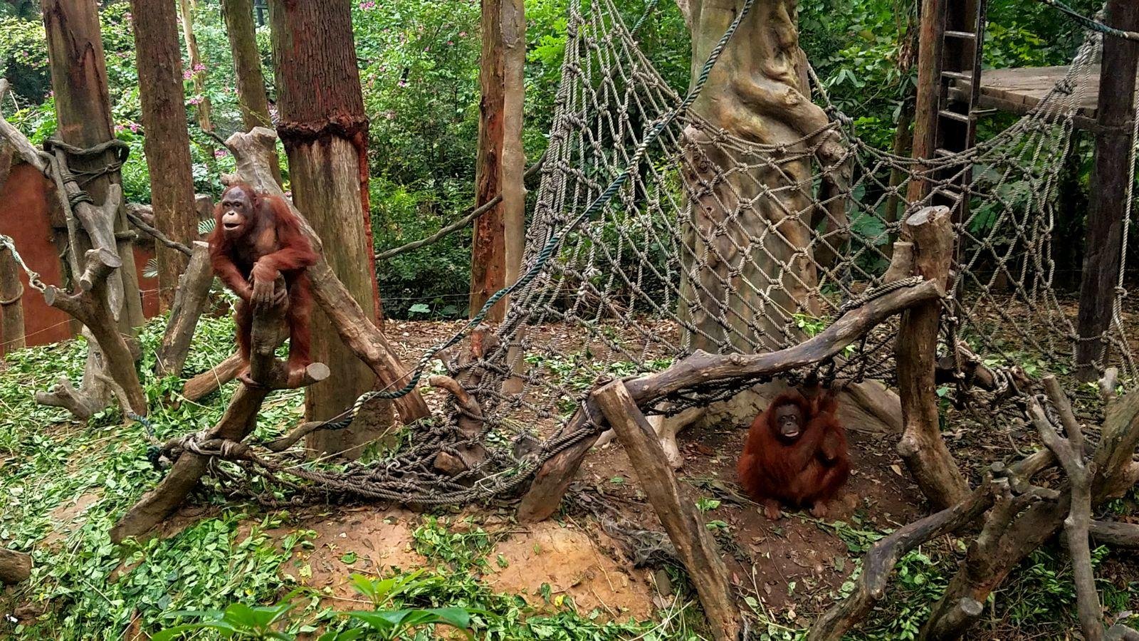 长隆广州野生动物园带娃游玩攻略,一大一小亲子游长隆野生动物园
