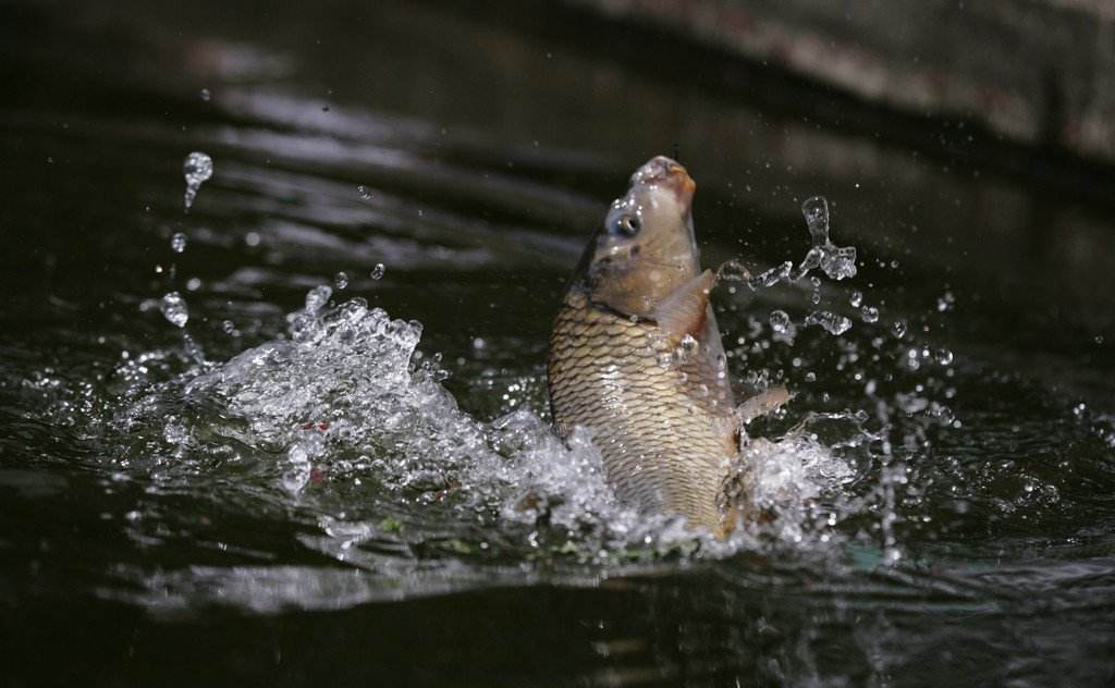 钓鱼人装备展示视频教学,钓鱼人装备的进阶之路沙雕动画