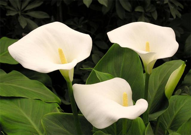 马蹄莲的养护方法快速开花,马蹄莲开花后怎么养护和管理