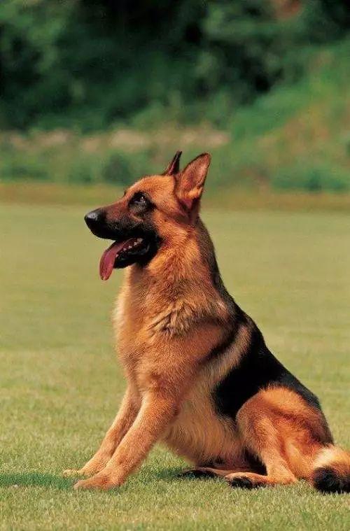 最受欢迎的小型犬排行,最受欢迎的名犬