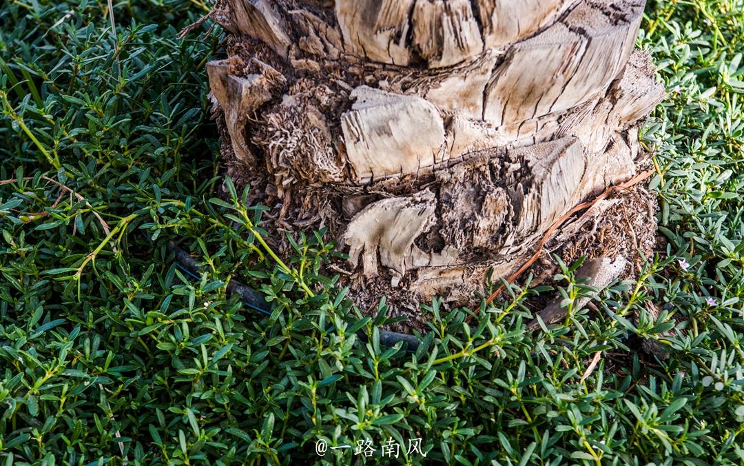 阿联酋严重缺水的自然和人为原因,常年干旱的阿联酋遭暴雨侵袭