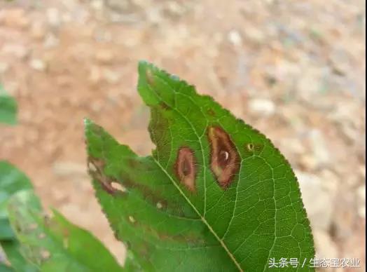 李子果面锈斑怎么形成的,果实表面得了炭疽病如何修复