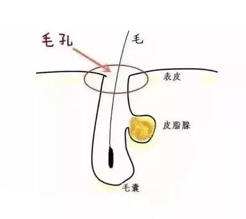 毛孔粗得像橘子皮,毛孔像草莓一样怎么办