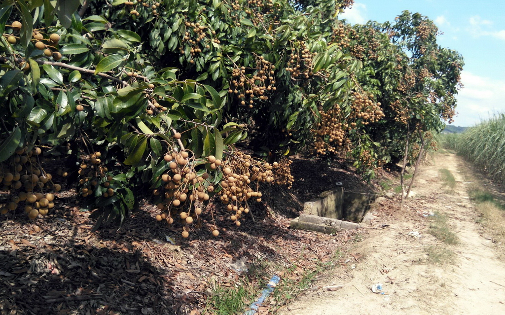2018年广西荔枝滞销,广西龙眼滞销