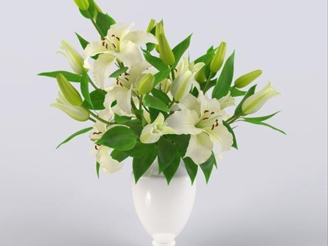 养的百合花为什么叶子发黄,为什么自己的百合花干不硬