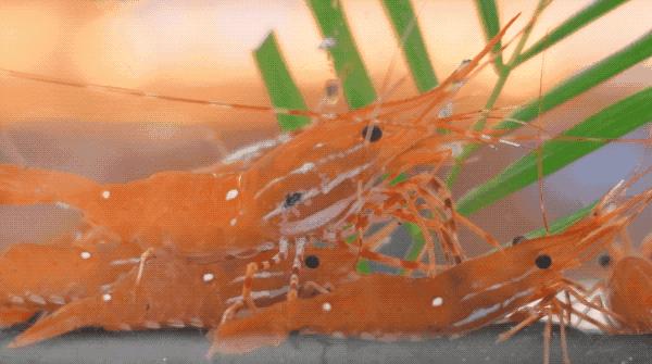 必吃榜2018,上半年吃什么好