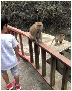 马来西亚兰卡威亲子游,马来西亚兰卡威缺点