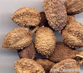 砂仁煲什么祛湿,春砂仁养胃祛湿汤