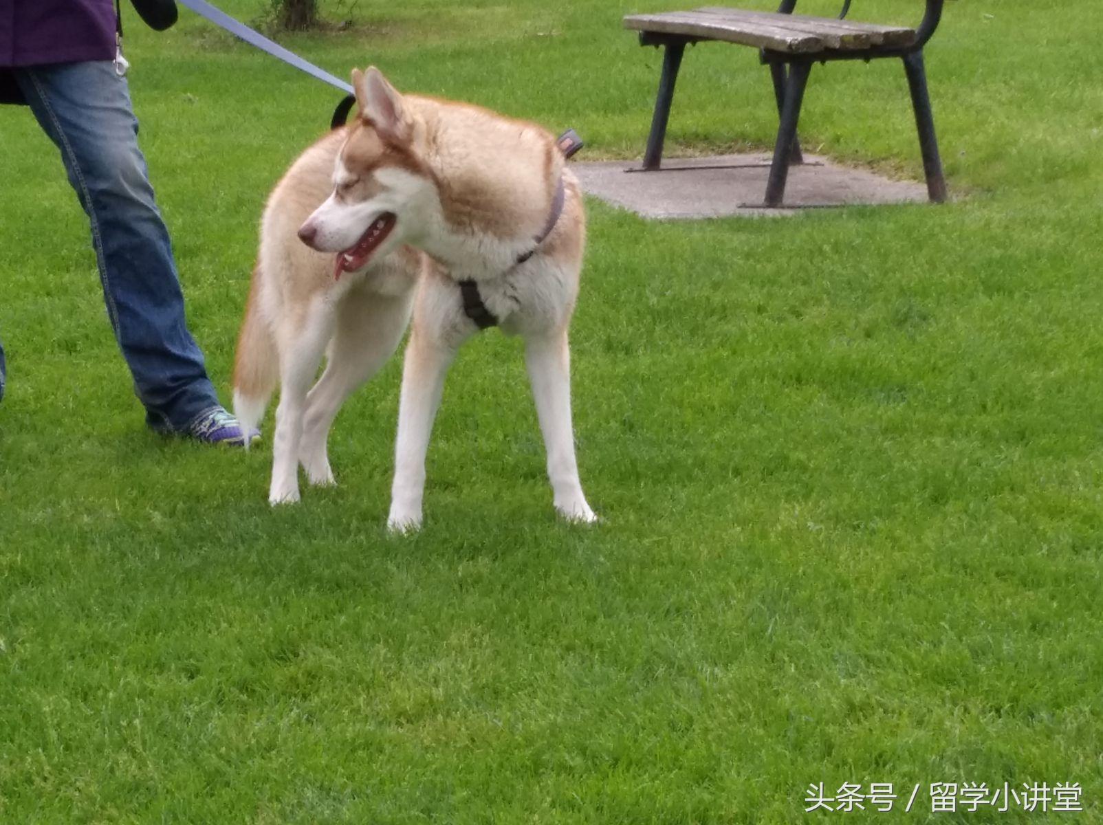 在加拿大生活真的非常舒服,加拿大纳奈莫生活体验