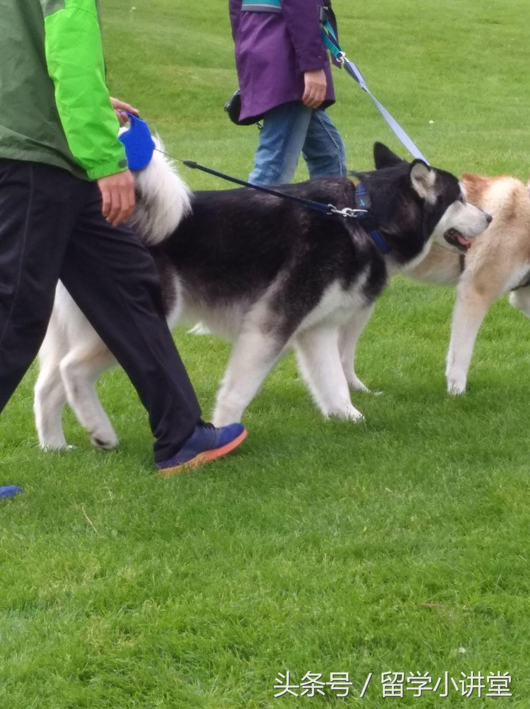 在加拿大生活真的非常舒服,加拿大纳奈莫生活体验