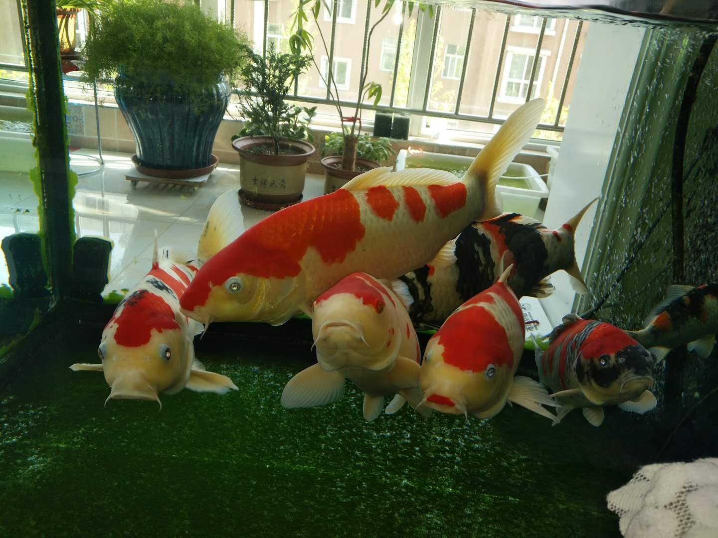 他来自河北小县城,两条锦鲤养了8年