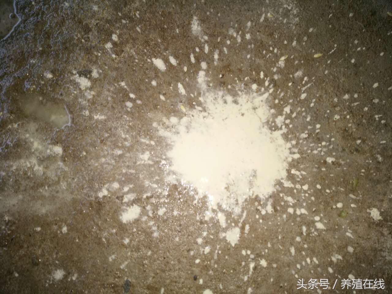 母猪拉石灰尿有影响吗,母猪拉石灰尿怎么治疗最好