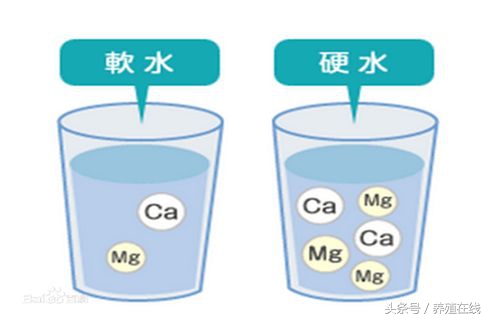 母猪拉石灰尿有影响吗,母猪拉石灰尿怎么治疗最好
