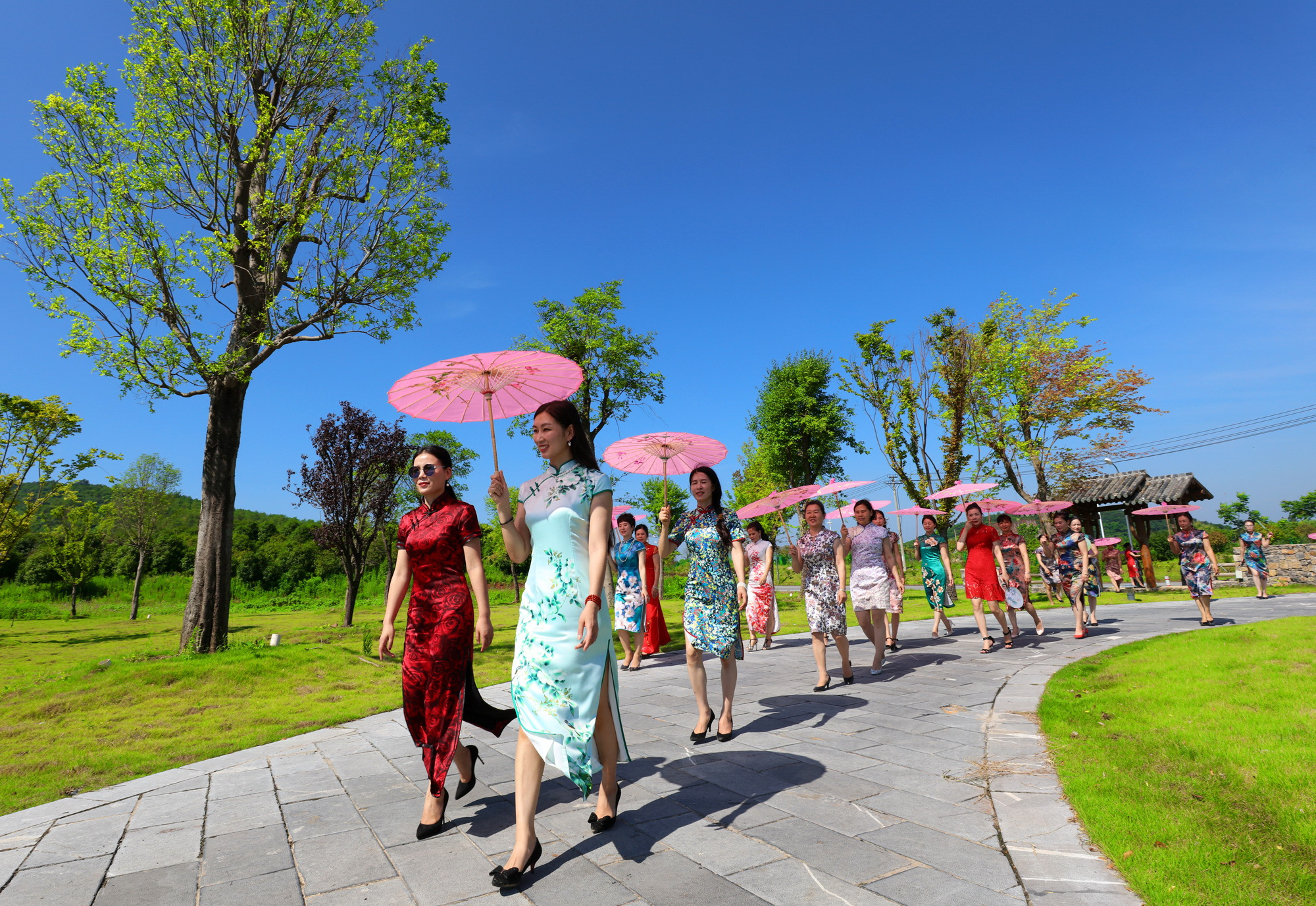 这个夏天的荷花太美了,这个夏天的荷花