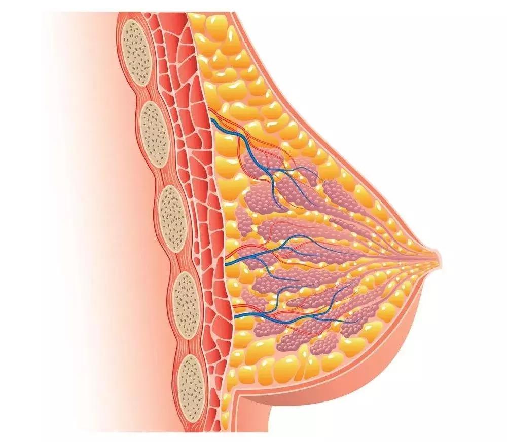 女生胸小的会得乳腺癌吗,胸小奶水少什么原因