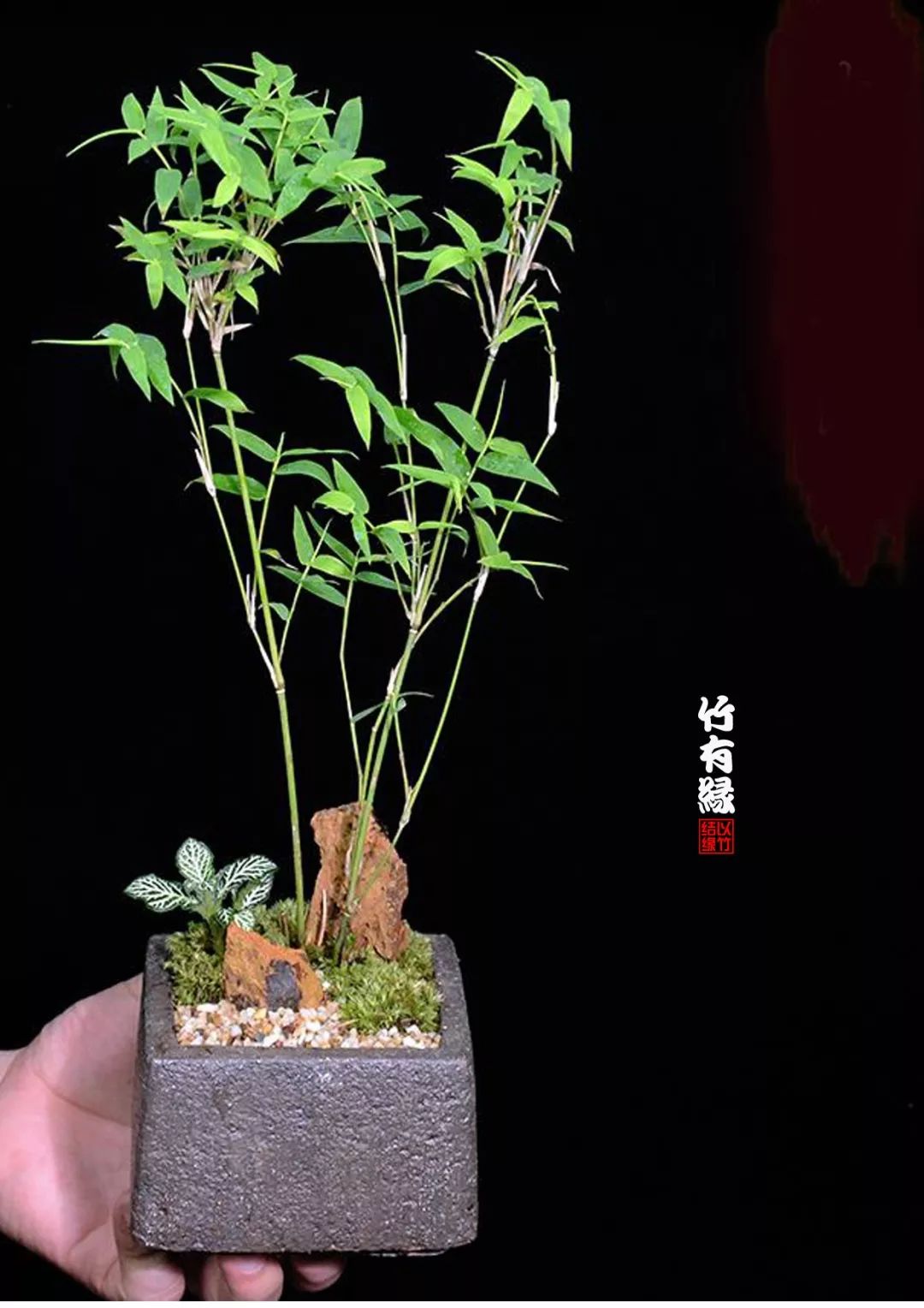 凤尾竹植物养护,凤尾竹米竹怎么养
