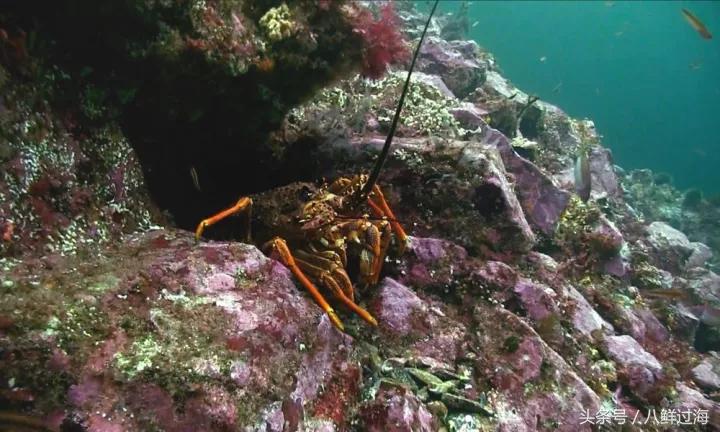 新西兰红色岩龙虾,新西兰岩龙虾介绍