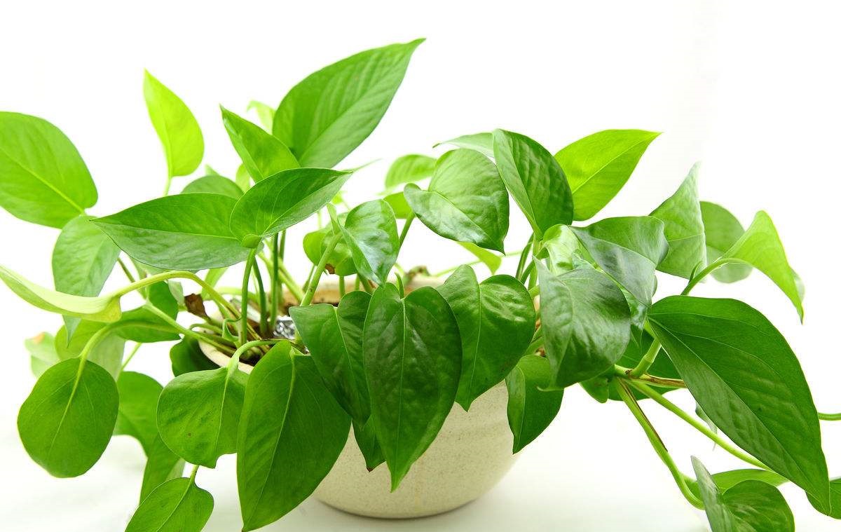 快死绿萝用了这3种水,不仅能救活,还能疯长爆盆!