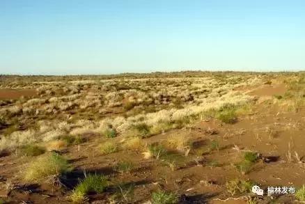 榆林治理鼻炎,榆林花粉实时监测平台