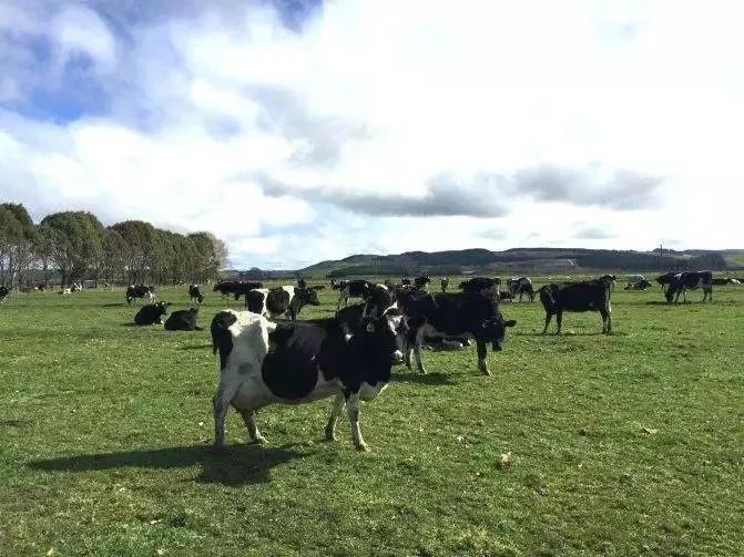 住在“地球上最后一片净土”，这个地方的奶牛过得比人还好！