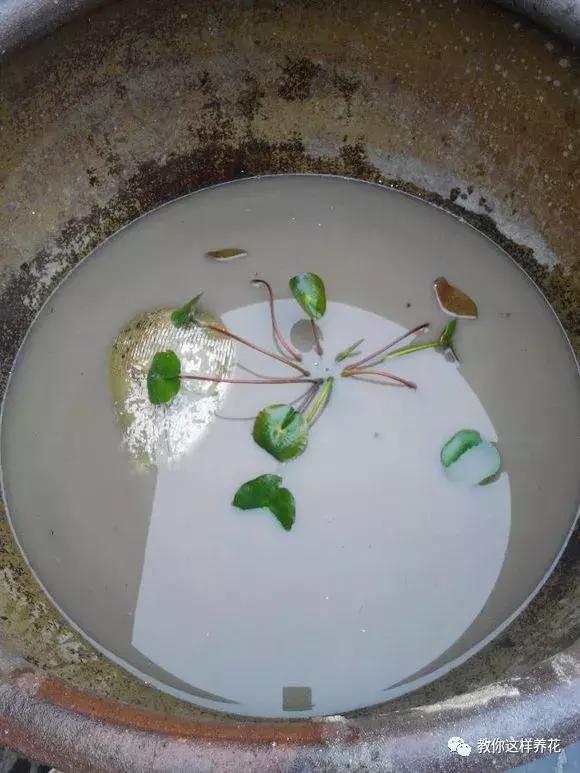 为了种花，老婆把老家的水缸偷来了，骗老妈说腌咸菜！