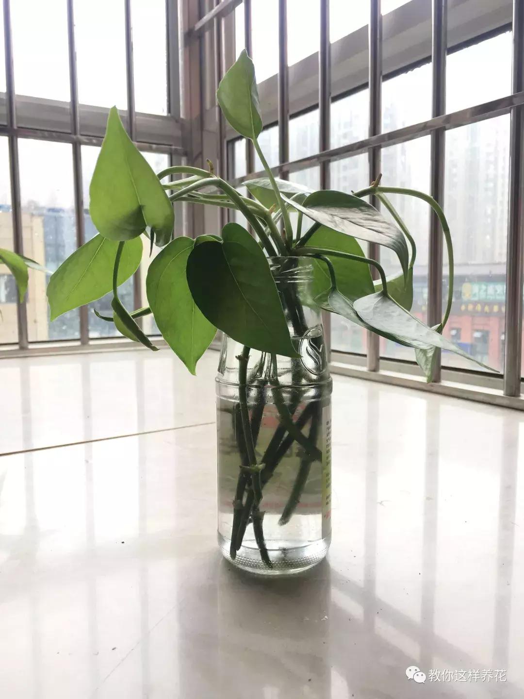 绿萝烂根之后的土还能养多肉吗,水培绿萝烂根用盐水消毒可以么