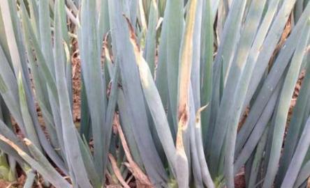 大葱灰霉病症状,大葱干尖黄叶是灰霉病么