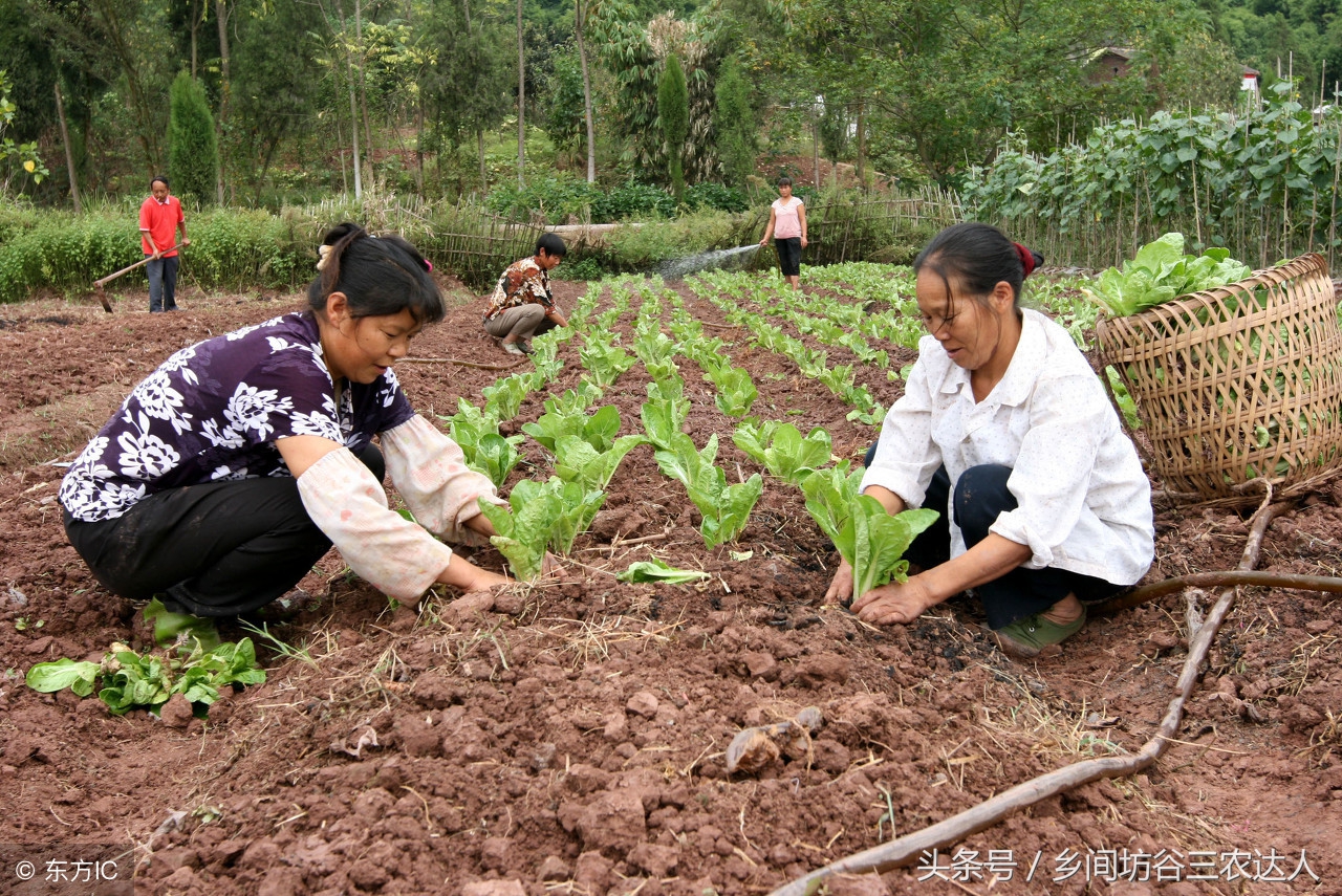 娃娃菜病怎么防治,娃娃菜软腐病