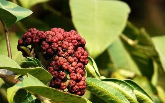 常见药哪几种不能一起吃,什么常见药不能一起服用