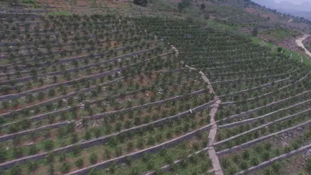 贵州关岭火龙果批发,火龙果深加工产品