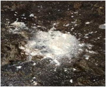 母猪尿频吃什么药,母猪尿石灰尿用什么药