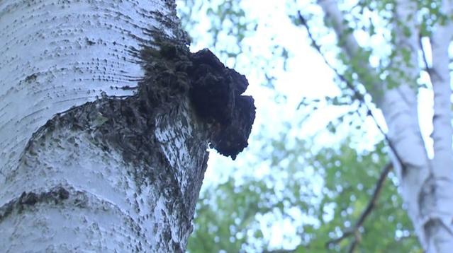您见过树上长的“黑炭”？这可是树上的“黑金”农村人都知道
