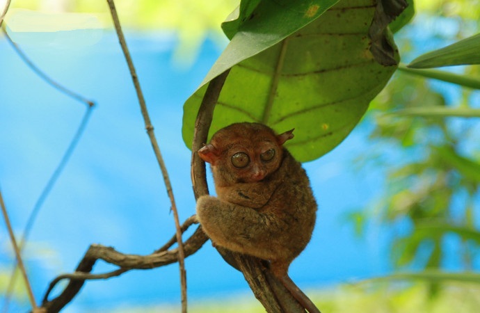 号称小马尔代夫的东南亚海岛,马尔代夫菲律宾小岛