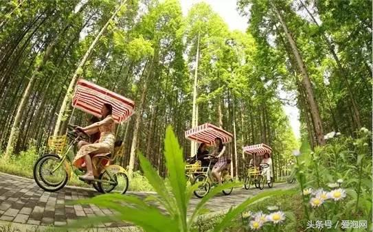 江浙沪深山老林旅游最好去处,清凉避暑好去处森林氧吧